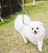 8 FT Slip Lead Dog Leash, 1/3” Strong Rope Dog Leash, Adjustable No-Pull Small Lead for Puppy, Small and Medium Pets