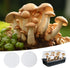YINORD 12PCS 2.5in Replacements.(2mm (24PCS) Monotub Adhesive Filter Disks, Mushroom Monotub Filter Discs, Mushroom