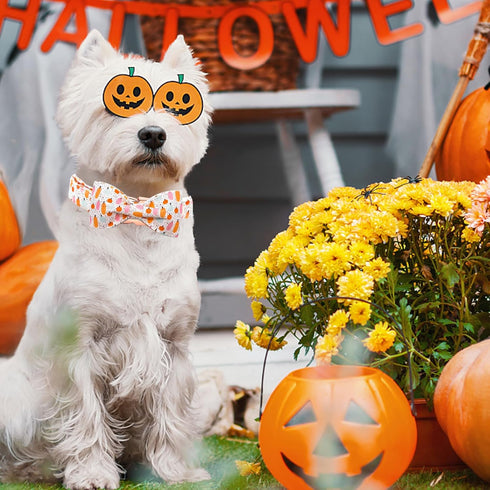 Elegant little tail Halloween Dog Collar, Fall Orange Pumpkin Holiday Bow Collar for X-Small Dogs