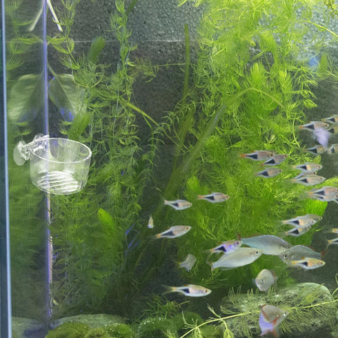 TOYZFRIENDY Acrylic Aquarium Fish and Shrimp Feeder Bowl with Suction Cup Round Fish Tank Feeder for Red Worm Feeding