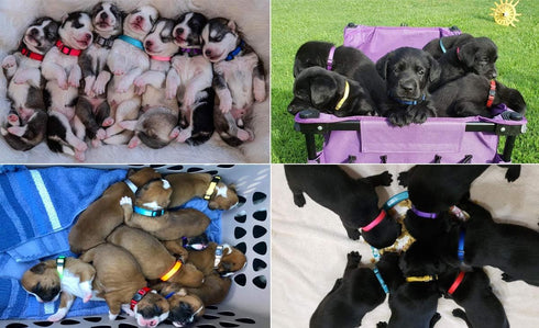 YOY 14 pcs/Set Soft Nylon Puppy Whelping ID Collars, Adjustable Breakaway Litter Collars for Breeders
