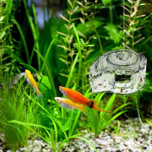 MiOYOOW Planaria Trap, Transparent Planaria Catcher for Aquarium Fish Tank Planaria Leech Small Snail