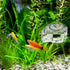 MiOYOOW Planaria Trap, Transparent Planaria Catcher for Aquarium Fish Tank Planaria Leech Small Snail