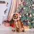 Elegant Little Tail Dog Collar with Bow - Christmas Gingerbread Man Adjustable Collar for X-Large Dogs