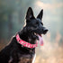 Martingale Collar for Dogs, Rose Daisy Flowers Dog Collar for Small Medium Large Dogs, Adjustable with Quick-Release