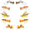 The Fly Fishing Place Basics Collection - 10 Dry Fishing Grasshopper Flies, Foam Hoppers Dry Fly Assortment - 5