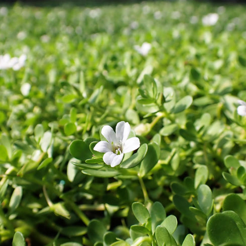 Generic (3-Count) Bacopa Monnieri Live Freshwater Aquarium Stem Plant | Hardy, Versatile, Fast-Growing Aquatic Plant