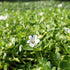 Generic (3-Count) Bacopa Monnieri Live Freshwater Aquarium Stem Plant | Hardy, Versatile, Fast-Growing Aquatic Plant