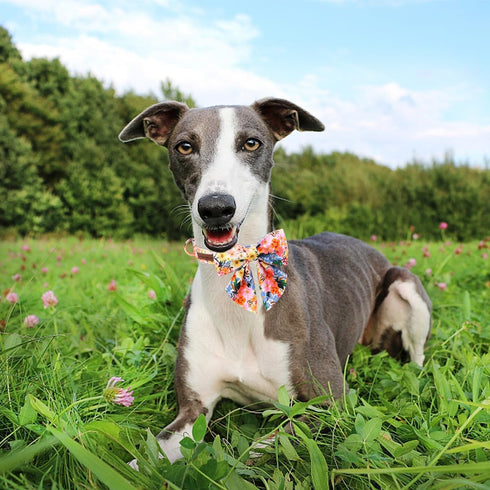 Unique Style Paws Cartoon Dog Collar, Spring Summer Bow Flower Collar for Small Medium Large Boys and Girls Dogs