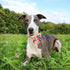Unique Style Paws Cartoon Dog Collar, Spring Summer Bow Flower Collar for Small Medium Large Boys and Girls Dogs