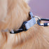 Hyhug Pets Heavy Duty Basic Collar for Large Breeds Dogs, Unique Design Adjustment Triglide Slide, Sleet Gray