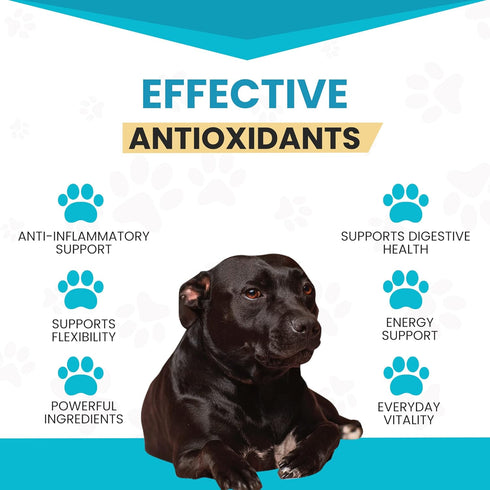 Wanderfound Pets 10-in-1 Dog Multivitamin, Chewable Vitamins with Glucosamine, D3, and MSM for Dog Health, 60 Tablets