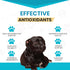 Wanderfound Pets 10-in-1 Dog Multivitamin, Chewable Vitamins with Glucosamine, D3, and MSM for Dog Health, 60 Tablets