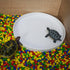 OMEM Reptile Food Bowl Water Dish - Feeding Dish for Birds, Large, White