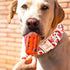 Lionheart Glory Dog Collar, Popsicle Print Adjustable Collar for Spring Summer Cute Dogs, Gift for Small Pets