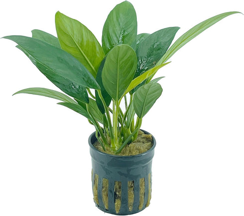 Generic 2 Anubias Congensis and Java Fern Windelov Pots - Live Aquarium Plant Snail Free