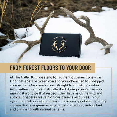 The Antler Box Premium Deer Antler Dog Chews (1 lb Bulk Pack) - X-Large (2 Antlers)