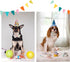 Unique Style Paws Birthday Dog Collar, Soft Cute Bow Tie, Durable Adjustable Pet Collar for X-Large Dogs