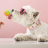 ARING PET Summer Dog Collar, Cute Popsicle Adjustable Multicolor Ice Cream Collar for Small Medium Large Dogs