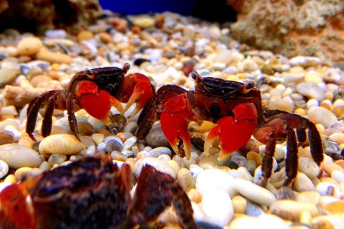 Aquatic Foods Inc. Fish.100 Count Calcium Enriched Food Shells, Small Extra Thick Shells for Shrimp, Snails, Crabs