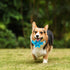Maca Bates Checkered Plaid Mint Green Blue Dog Collar with Flowers, Adjustable Breakaway Cute Accessories for Small