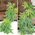 Dsoar 40cm/16in Aquarium Decorations, Artificial Plant Fake Plastic Water Grass for Fish Tank Decor
