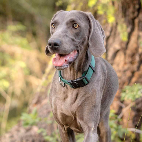 Blueberry Pet Essentials Adjustable Dog Collar Leash Harness Set, Verdant Green for Large Dogs
