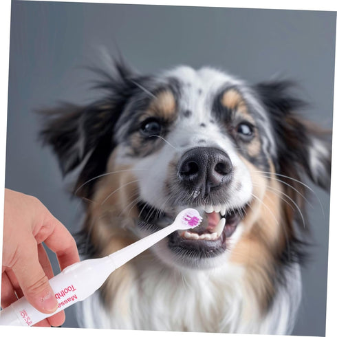 2pcs FOMIYES Pet Electric Toothbrush Acoustic Electric Brush Gentle Gums Travel Friendly Random Color