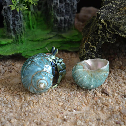 2pcs 1", (2pcs Medium Hermit Crab Shells, M Size Opening Natural Sea Conch, Turbo Seashells for Hermit Crab Supplies