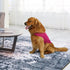 Comfort Dog Anxiety Relief Coat, Calming Vest Wrap for Thunderstorm, Travel, 4th of July Fireworks, Vet Visits,