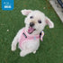 Best Pet Supplies Voyager Step-in Air Dog Harness, Reflective No Pull for Small, Medium Dogs, Cats - Pink, M