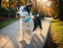 Leather Dog Collar, Heavy Duty Metal Buckle, Soft & Comfy Pet Collar, Waterproof & Odorproof, Adjustable for Custom