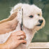 Gimars 7.0in Professional 4CR Stainless Steel Safety Round Tip Dog Grooming Scissors for Pets