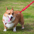 Do Not Pet No Hand Sniffs Red Funny Dog Leash Sleeve, Service Dog Leash Wrap, Pet Birthday Gift