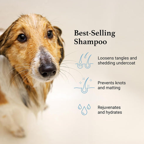 (16 OZ) iGroom Deshedding & Detangling Dog Shampoo, Luxury Pet Beauty Care, Loosen Tangles + Unwanted Undercoat, Adds