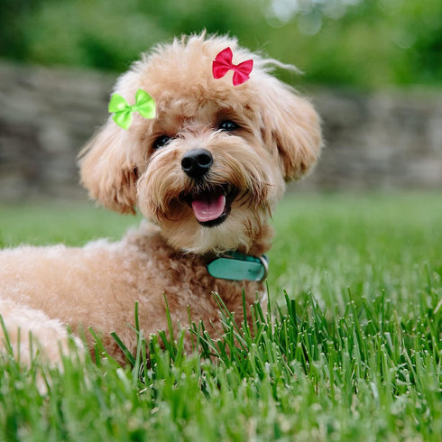 PET SHOW 20pcs Dog Hair Bows with Alligator Clips, Assorted Bowknot Hair Clips for Small Medium Dogs, Cat, Puppy