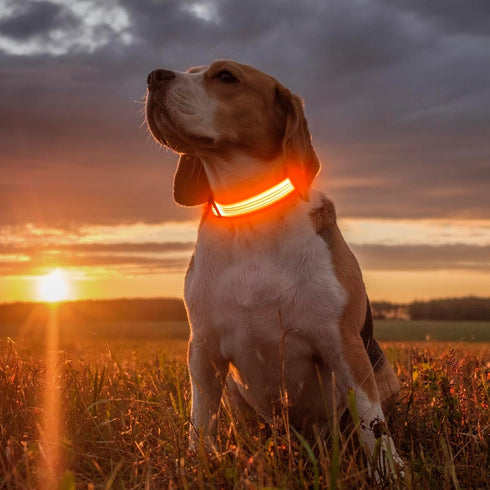 Illumifun USB Rechargeable LED Dog Collar Light Up Adjustable Blinking for Large Dogs (Orange?, Large)