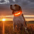 Illumifun USB Rechargeable LED Dog Collar Light Up Adjustable Blinking for Large Dogs (Orange?, Large)