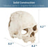 Uniclife Aquarium Skull Reptile House Decor, Resin Head Skeleton Ornament for Tank Landscape