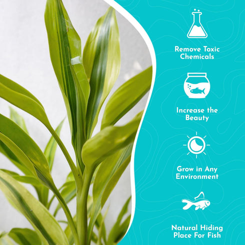 2 Pack Counter Lucky Bamboo Curly Dracaena Sanderiana - Indoor Plants for Peace and Harmony - Peace Lily Plant Indoor