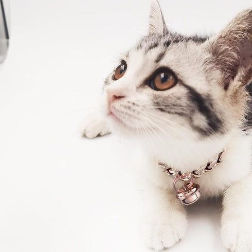 Rose Rose Gold Cat Dog Collar Kitten Puppy Wide Stainless Steel Kitten Choker Curb Adjustable 12 inch Chew Proof Cuban Link 1/2inch Chain with Rose Gold Bell Personalized Custom tag