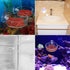 Senzeal 2PCS Shrimp Feeding Dish, Glass Aquarium Fish Tank Reptiles Round Feeder Bowl with Suction Cup