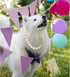 Chunky Pearl Dog Necklace (Beads 19mm) with Strong Stainless Steel Wire Rope, Adjustable Pearl Collar for Medium Large