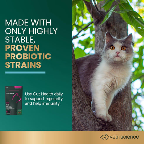 Immune 120 60 Count VetriScience Gut Health Chews, Probiotic Everyday Digestive Supplement for Cats, Pet Probiotics