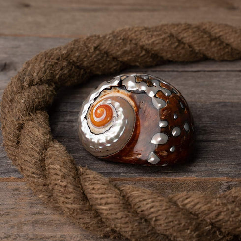 2.5"-3" Hermit Crab Shells | Turbo Shells | African Sarmaticus Turbo Shell | Hermit Crab House for Dcor | Plus Free