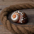 2"-2.5" 1-1.25 Hermit Crab Shells | Turbo Shells | African Sarmaticus Turbo Shell | Shell Opening Size | Hermit Crab