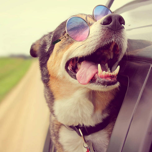 7 Pieces Sunglasses for Cats and Dogs, Gold Chain Costume, Funny Cute Retro Pet Cosplay