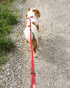EzyDog Zero Shock Lite Bungee Dog Leash for Small Dogs, Perfect for Dogs 26 lbs or Less, 72, Denim