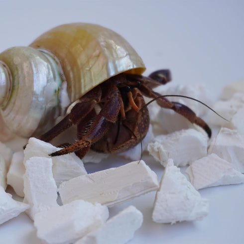 Begeterday 1.6oz Hermit Crab Accessories, Cuttlebone Small Particles for Hermit Crabs