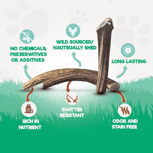 Jack&Pup Whole Elk Antlers for Dogs Large | Naturally Shed Rawhide Free Chews for Aggressive Chewers (1 Jumbo Antler)